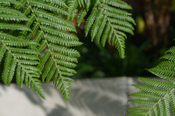 green fern leaves