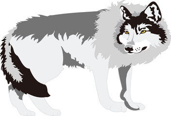 A detailed vector illustration of alpha wolf standing, perfect for wildlife art, educational designs, mascot branding, or creative decoration in digital projects.
