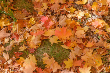 autumn leaves background