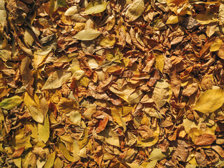 A background of yellow and orange autumn leaves. Fallen leaves background. Concept of the changing seasons, the end of summer and the beginning of winter. Top view, copy space.