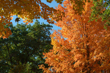 autumn leaves in morning sunlight