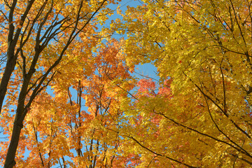 autumn leaves in the forest