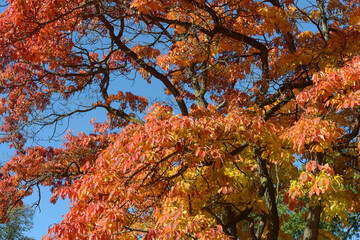 autumn leaves against blue sky