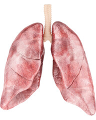 Human lungs, front view, transparent background