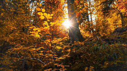 Golden autumn sunlight shining through forest leaves creating warm and peaceful nature scenery