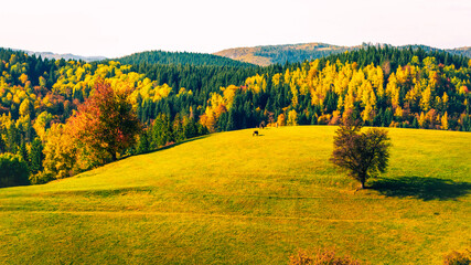 Horse grazing on autumn meadow surrounded by colorful forest and rolling hills in warm sunlight