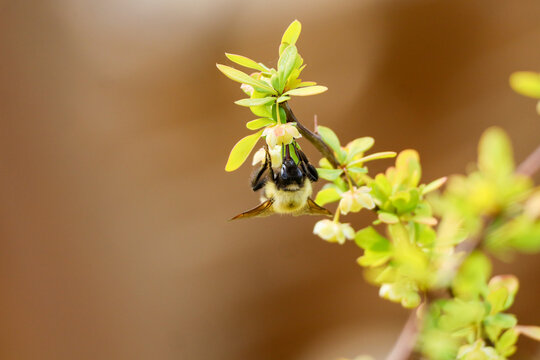 Bumblebee Hanging Upside Down on Flower, Face Forward Macro