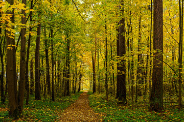 Obraz premium Forest path in autumn park covered with falling leaves. Beautiful woodland landscape during fall season for nature background.