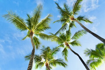 ハワイの青い空とヤシの木