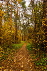 Forest path in autumn park with tall pine trees and golden foliage. Nature trail in seasonal woodland for outdoor activity. Scenic landscape.