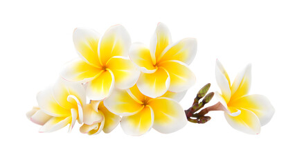 Cluster of White and Yellow Plumeria Flowers on a Small Branch with Green Buds Displayed on a Transparent Background a High-Quality Transparent Image Ideal for Tropical or Relaxation Themed Designs