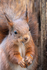 Close up, portrait, photography of a squirrel eating sunflower seeds. 