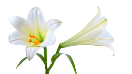Elegant white lily flowers in full bloom with vibrant orange stamens and green stems, presented on a transparent background for seamless integration into various creative projects