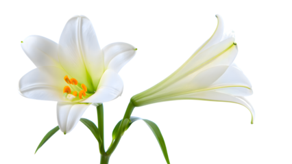 Elegant white lily flowers in full bloom with vibrant orange stamens and green stems, presented on a transparent background for seamless integration into various creative projects
