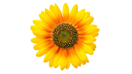 A detailed close-up of a large, radiant yellow sunflower with a textured dark seed head, perfectly isolated on a transparent background for striking visual impact in any composition