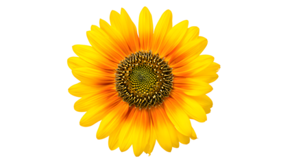 A detailed close-up of a large, radiant yellow sunflower with a textured dark seed head, perfectly isolated on a transparent background for striking visual impact in any composition