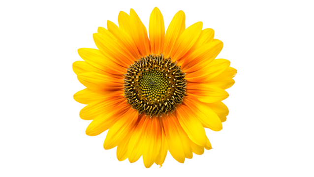 A detailed close-up of a large, radiant yellow sunflower with a textured dark seed head, perfectly isolated on a transparent background for striking visual impact in any composition