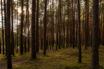 Naklejka premium Sunrise or sunset in tall pine forest with long shadows on mossy ground. Nature landscape for tranquility and wilderness.