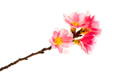 Obraz premium Vibrant Pink Cherry Blossoms on Branch Against Transparent Background Spring Floral Bloom Transparent Image Isolated Delicate Petals Seasonal Beauty