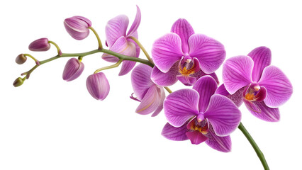 Obraz premium Beautiful purple orchid flowers blooming with buds on a stem floral nature photography art print decor on transparent background