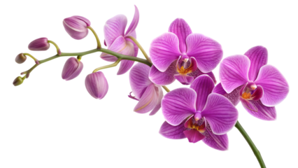 Beautiful purple orchid flowers blooming with buds on a stem floral nature photography art print decor on transparent background
