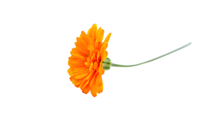 Bright orange calendula flower with a green stem, captured in a dynamic side profile, perfect as a cut-out transparent image for fresh botanical compositions on a transparent background.
