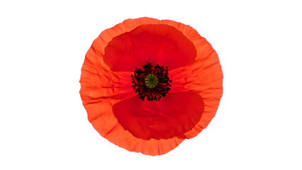 Vibrant red poppy flower blossom top down view, a single bloom with dark stamens and a bright red petal, isolated on a transparent background