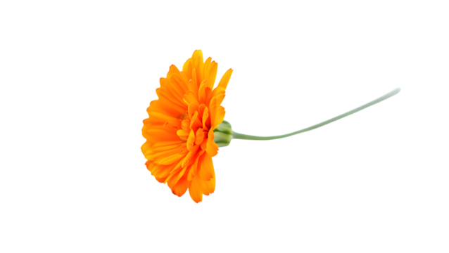 Bright orange calendula flower with a green stem, captured in a dynamic side profile, perfect as a cut-out transparent image for fresh botanical compositions on a transparent background.