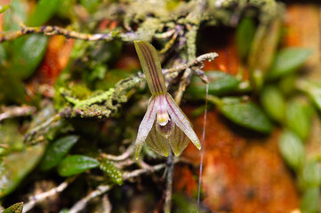 Micro Orchid from Brazil Barbosella