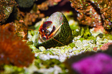 Sequence of Hermit Crab changing Shells