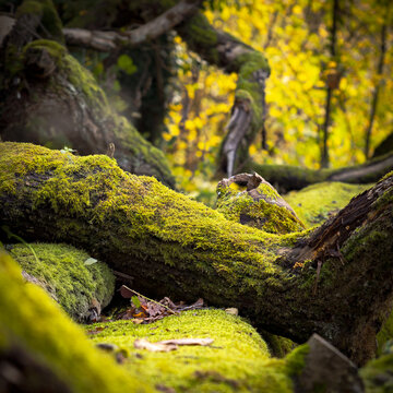 Wald