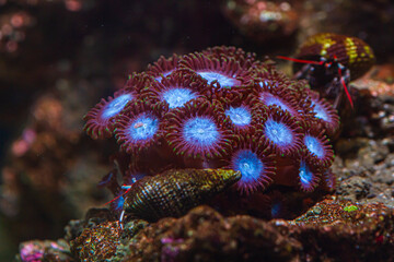 Coral Zoanthus Blue Tubs in Reef Tank