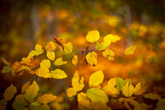 Wald