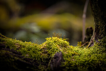 Wald