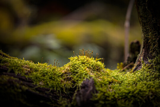 Wald