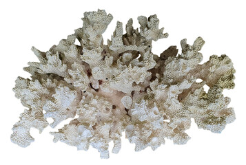 White coral specimen with branching structure isolated on transparent background 