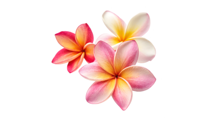 Beautiful plumeria flowers in pink and white showcasing vibrant colors and delicate petals on a transparent background