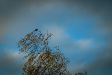 Pigeon perched on the top of a birch tree in the wind under a cloudy blue autumn sky in Finland