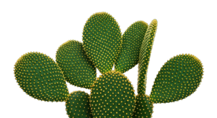 Close-up of a golden prickly pear cactus against a dark backdrop