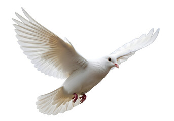 Obraz premium A single white dove of peace isolated on a transparent or white background. PNG