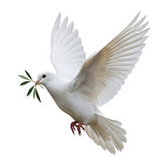 Fototapeta premium A single white dove of peace isolated on a transparent or white background. PNG