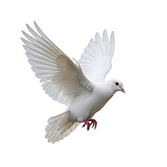 A single white dove of peace isolated on a transparent or white background. PNG