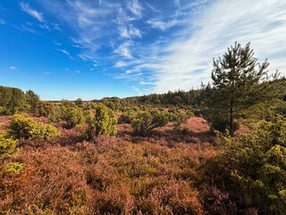Ellendorfer Wachholderheide bei Uelzen, Niedersachsen