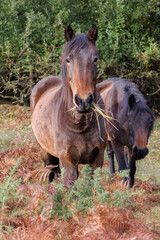 Obraz premium New Forest pony eating grass on Cadnam Common, Hampshire, England with companion grazing behind. Wild ponies roam freely in their natural habitat among autumn bracken and gorse bushes.