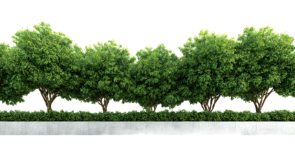 Lush green trees with dense foliage line a white concrete border against a black background