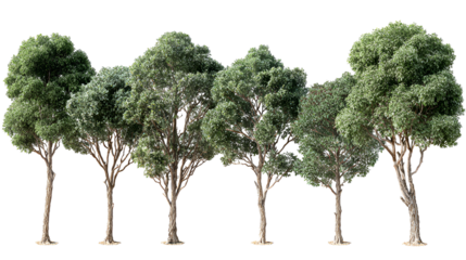 A group of six realistic model trees with green foliage against a black background
