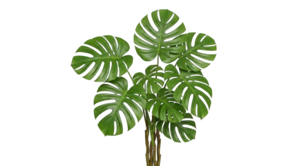 Green Monstera plant with large, fenestrated leaves, dark background, centered view