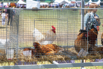 Close-up of a rooster with vibrant red comb in a cage