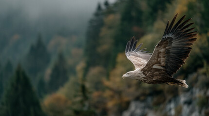 Obraz premium Greifvogel im Flug – Symbol für Freiheit, Stärke und Präzision in der Natur