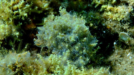 Encrusting colonial ascidian form or tunicate Diplosoma spongiforme extreme close-up undersea, Aegean Sea, Greece, Halkidiki, Pirgos beach